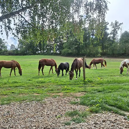 Krmelec S Virivkou U Danci Obory A Konskeho Vybehu